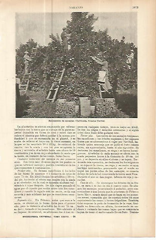 LAMINA ESPASA 10730: Recoleccion de naranjas en California
