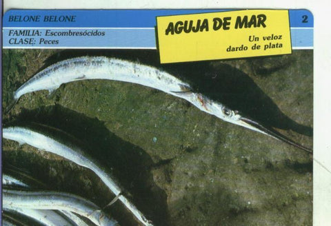 Postal: Aguja de Mar, postal ficha coleccionable Sarpe