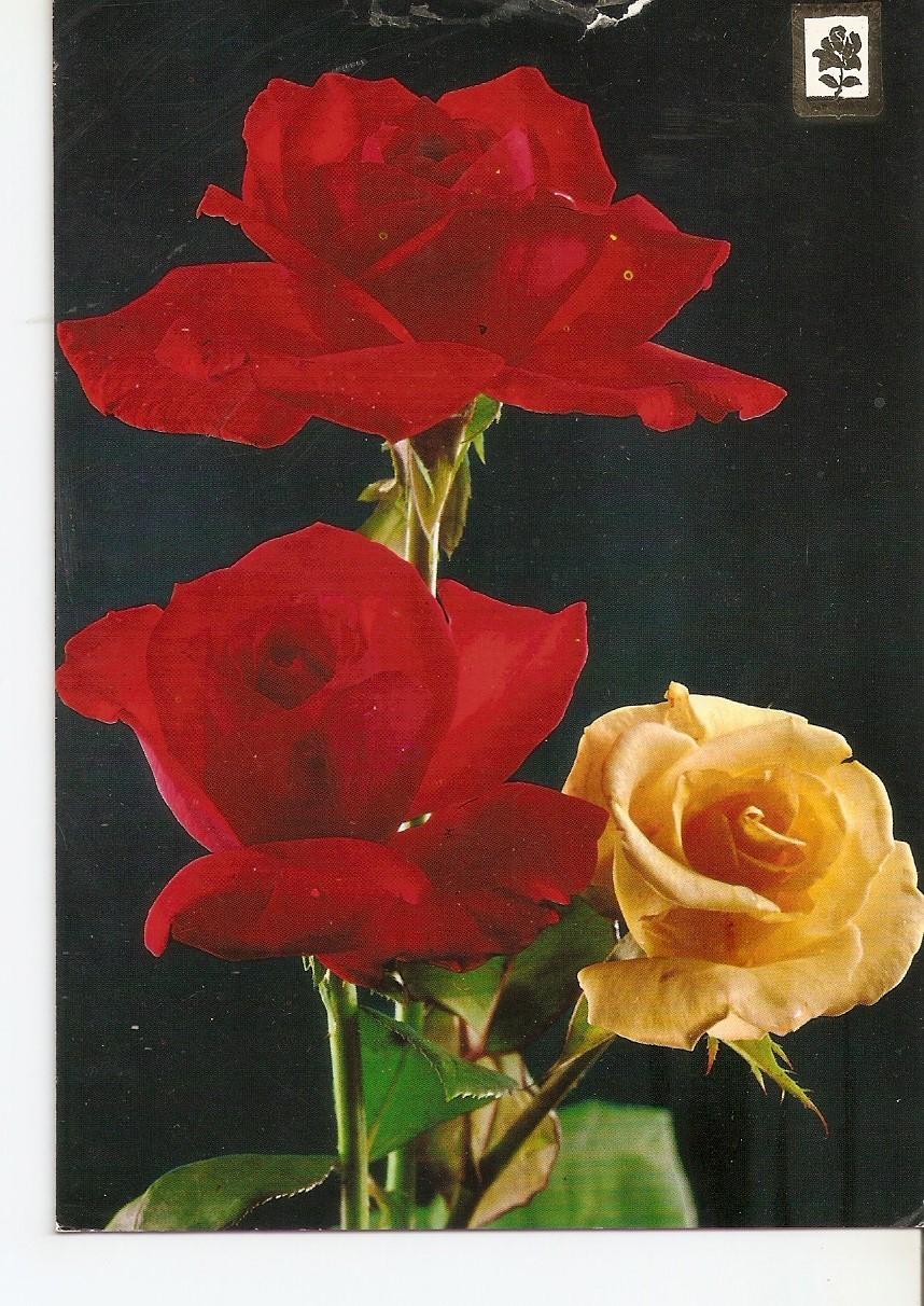 Postal 037811 : Coleccion de flores