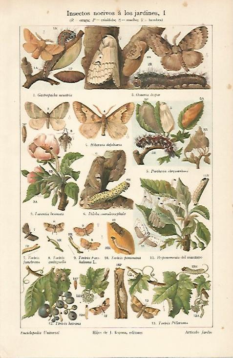 LAMINA ESPASA 6183: Insectos nocivos para jardin
