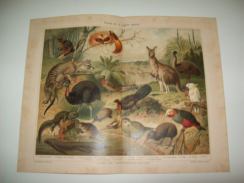 LAMINA ESPASA 7129: Fauna de la region austral