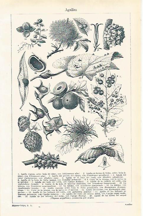 LAMINA ESPASA 15382: Agallas