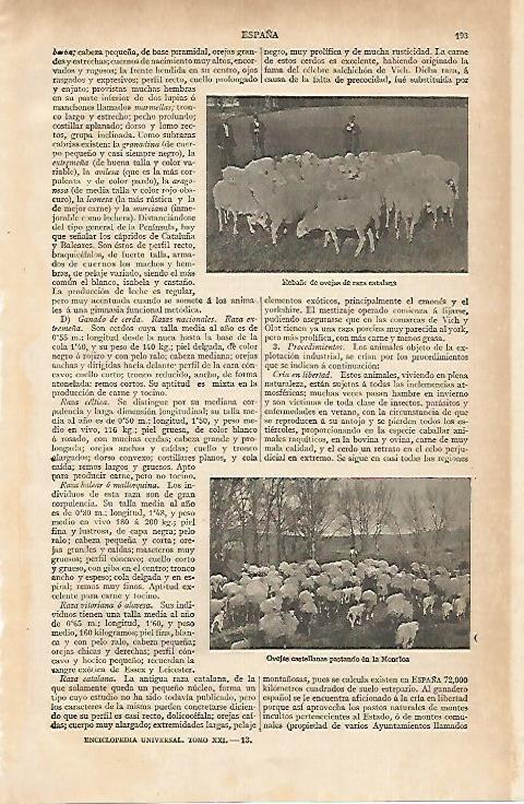 LAMINA ESPASA 15574: Ovejas de raza catalana