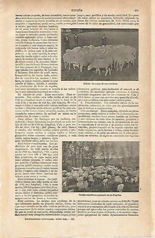 LAMINA ESPASA 15574: Ovejas de raza catalana
