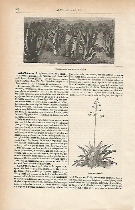 LAMINA ESPASA 15388: Plantacion de maguey en Mejico