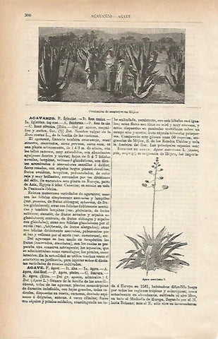 LAMINA ESPASA 15388: Plantacion de maguey en Mejico
