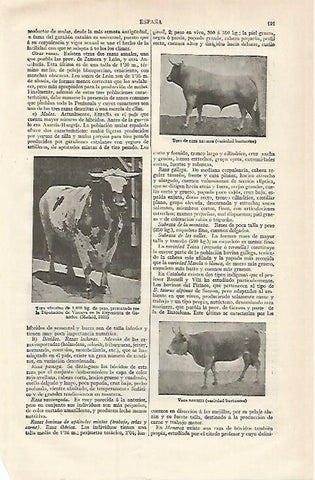 LAMINA ESPASA 15572: Toro y vaca de Navarra