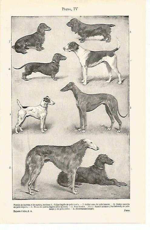 LAMINA ESPASA 15782: Razas de perro