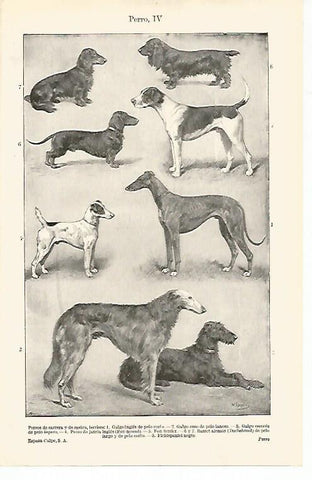 LAMINA ESPASA 15782: Razas de perro