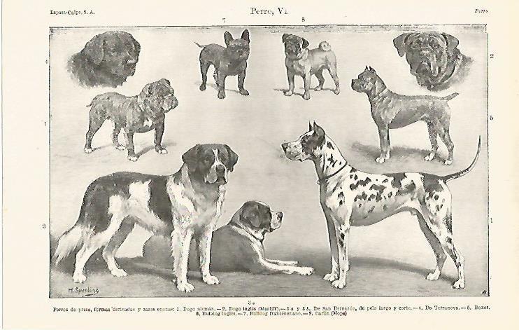 LAMINA ESPASA 15784: Perros de presa