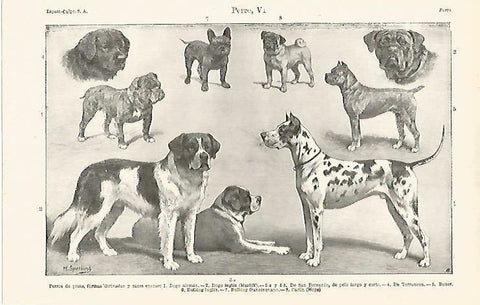 LAMINA ESPASA 15784: Perros de presa