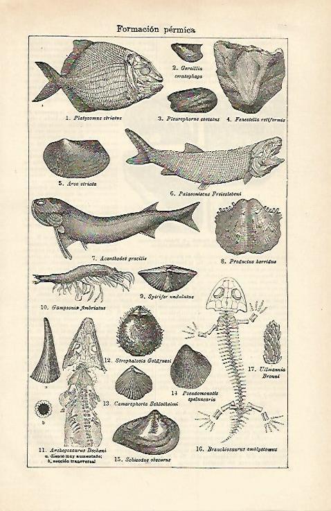 LAMINA ESPASA 15769: Formacion permica