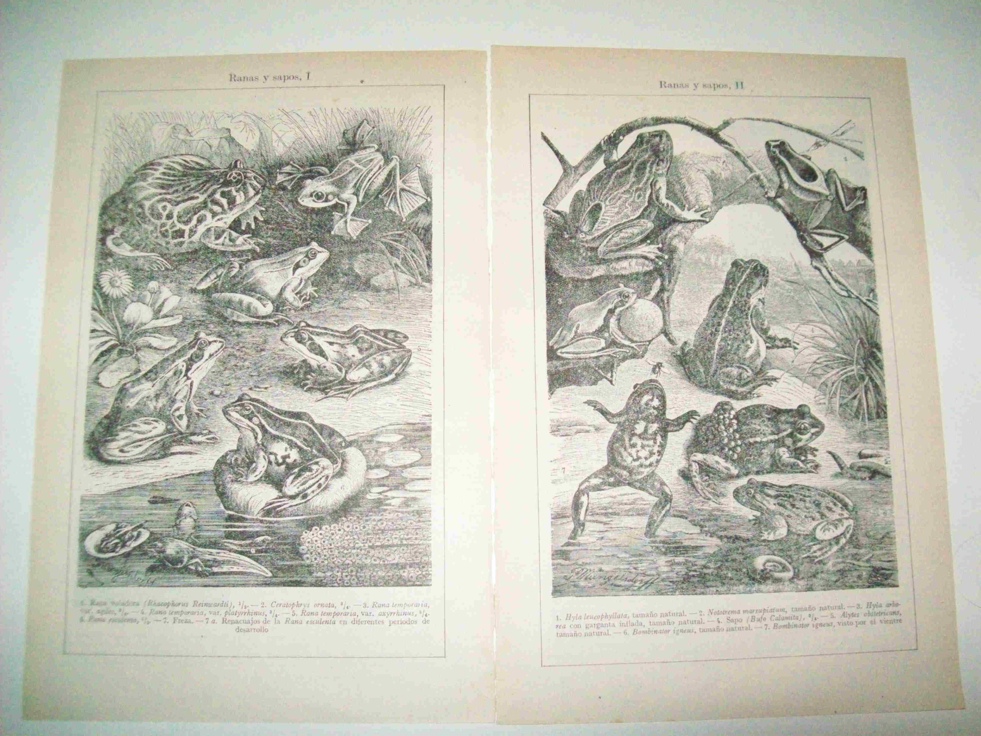 LAMINA ESPASA 15951: Ranas y sapos
