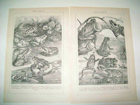LAMINA ESPASA 15951: Ranas y sapos
