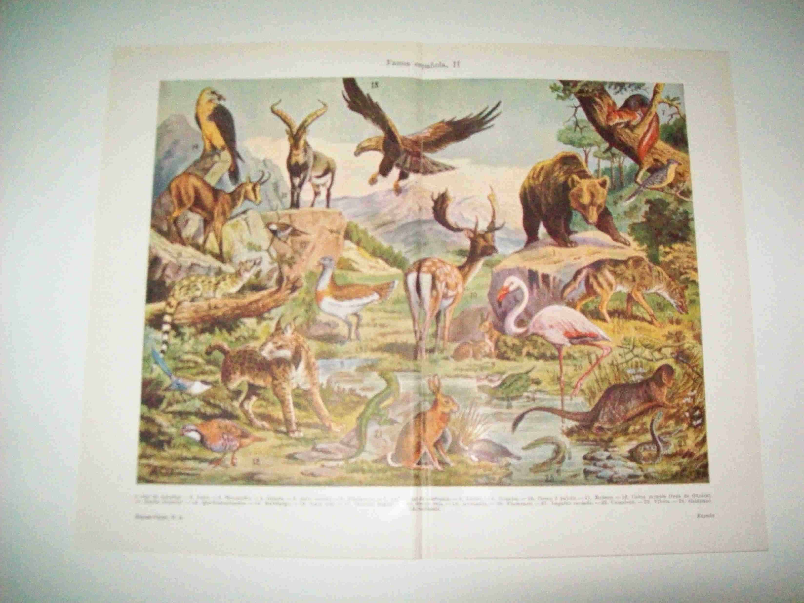 LAMINA ESPASA 15557: Fauna de España
