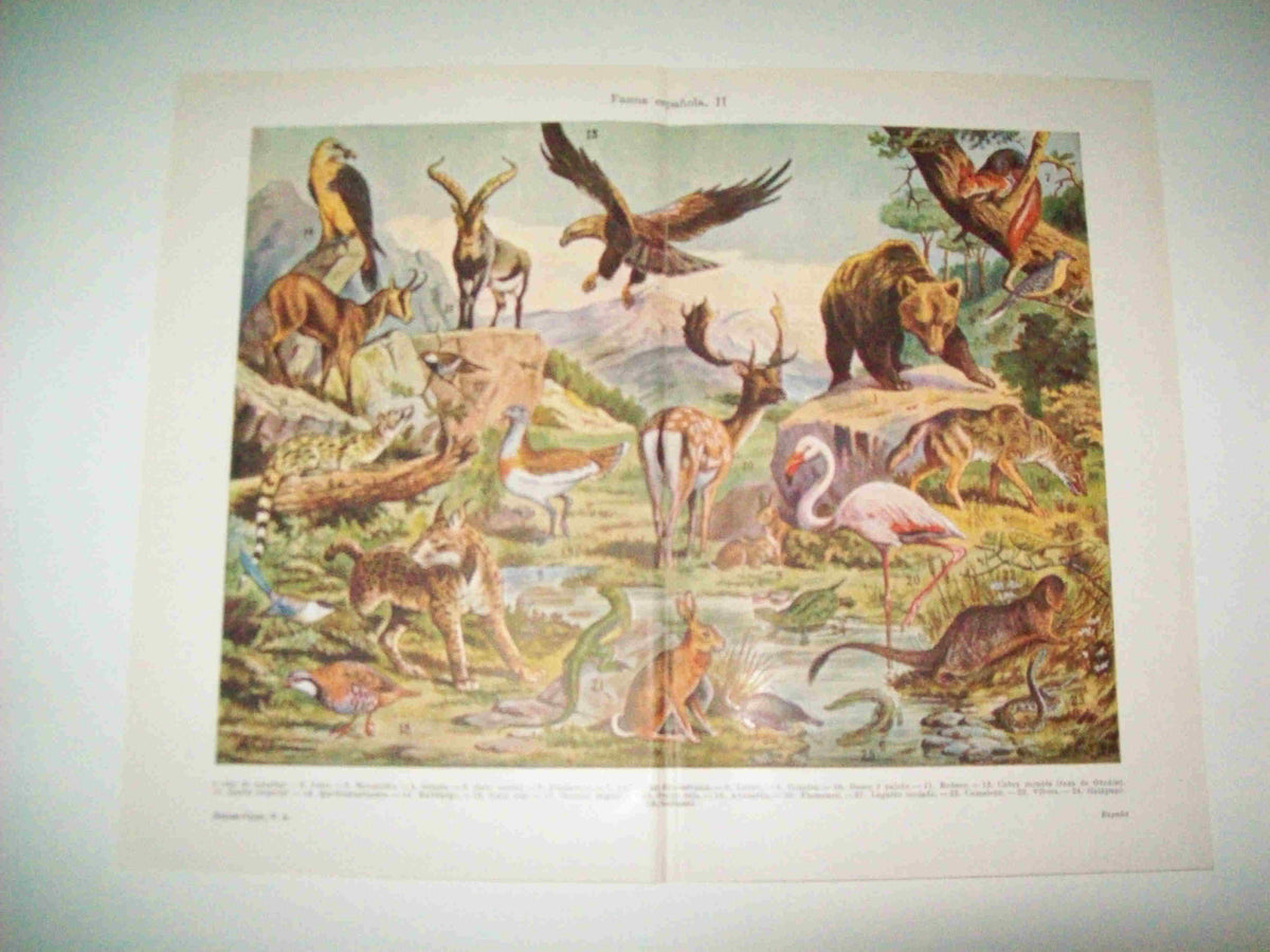 LAMINA ESPASA 15557: Fauna de España
