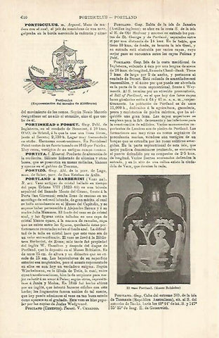LAMINA ESPASA 15301: Portisculus