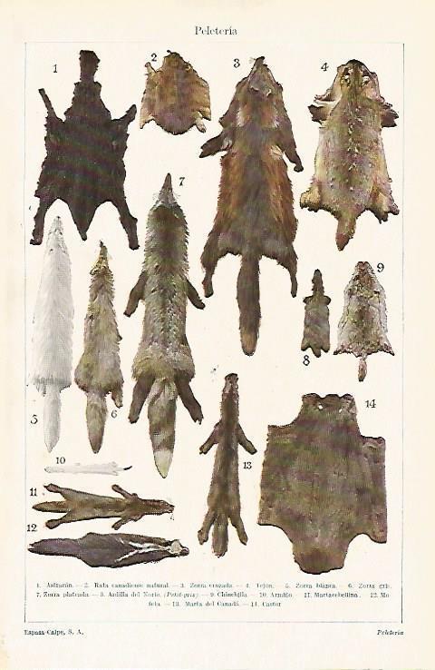 LAMINA ESPASA 15667: Peleteria