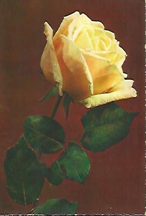 POSTAL A0286: Rosa amarilla