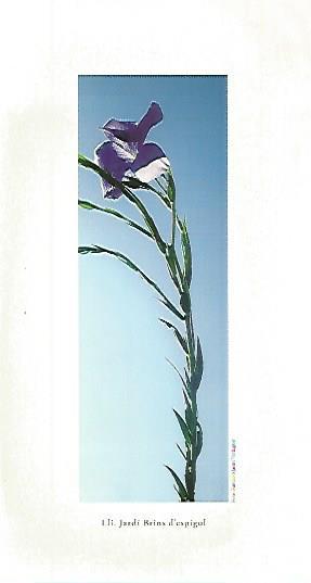POSTAL A0294: Lirio
