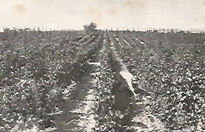 POSTAL A0348: Viñedos de Codorniu