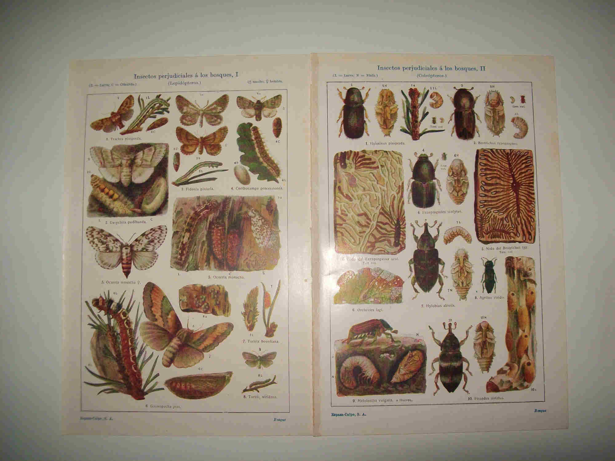 LAMINA ESPASA 25287: Insectos perjudiciales a los bosques