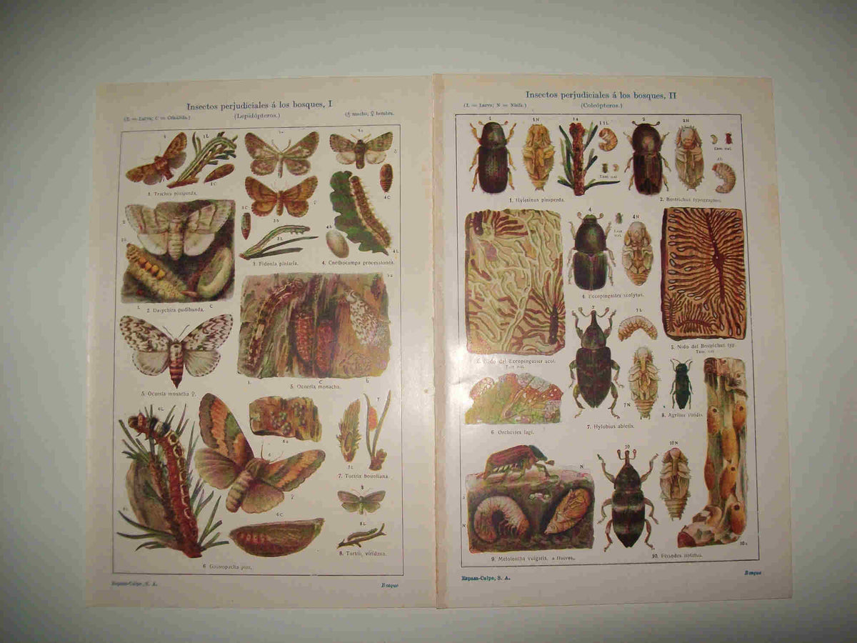LAMINA ESPASA 25287: Insectos perjudiciales a los bosques