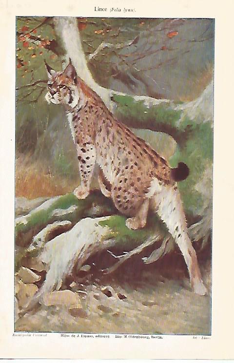 LAMINA ESPASA 25361: Lince