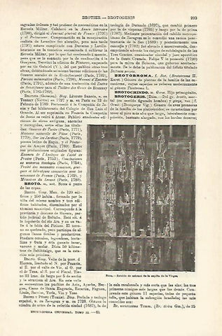 LAMINA ESPASA 25411: Retablo de la Capilla de la Virgen en Brou