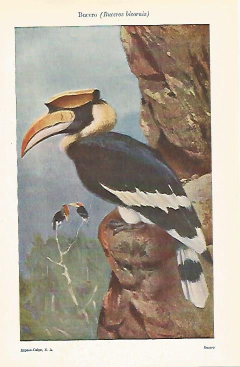 LAMINA ESPASA 25460: Bucero o Buceros bicornis