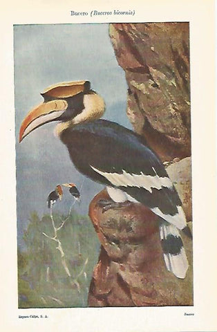 LAMINA ESPASA 25460: Bucero o Buceros bicornis