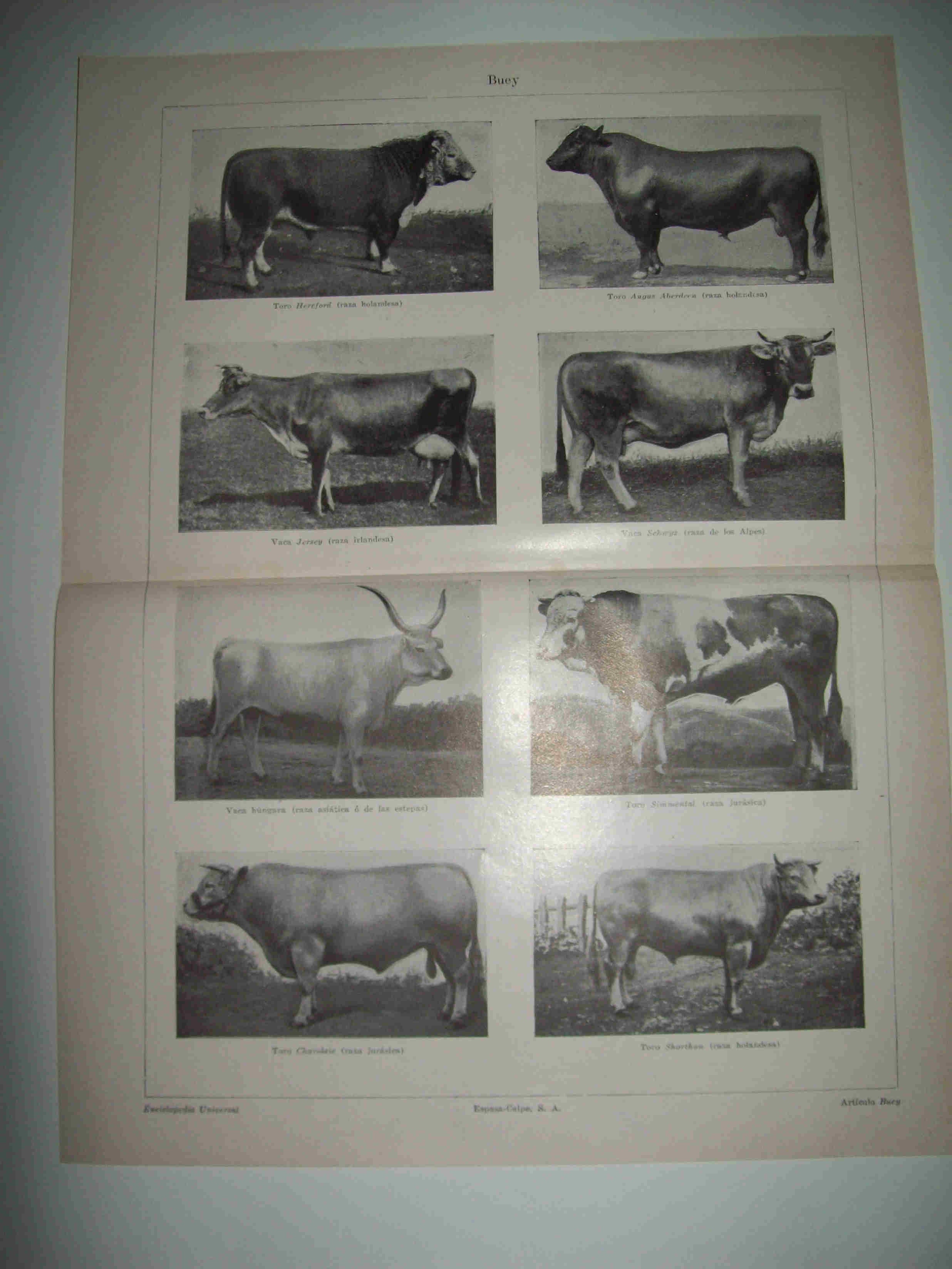 LAMINA ESPASA 25494: Especies europeas de buey