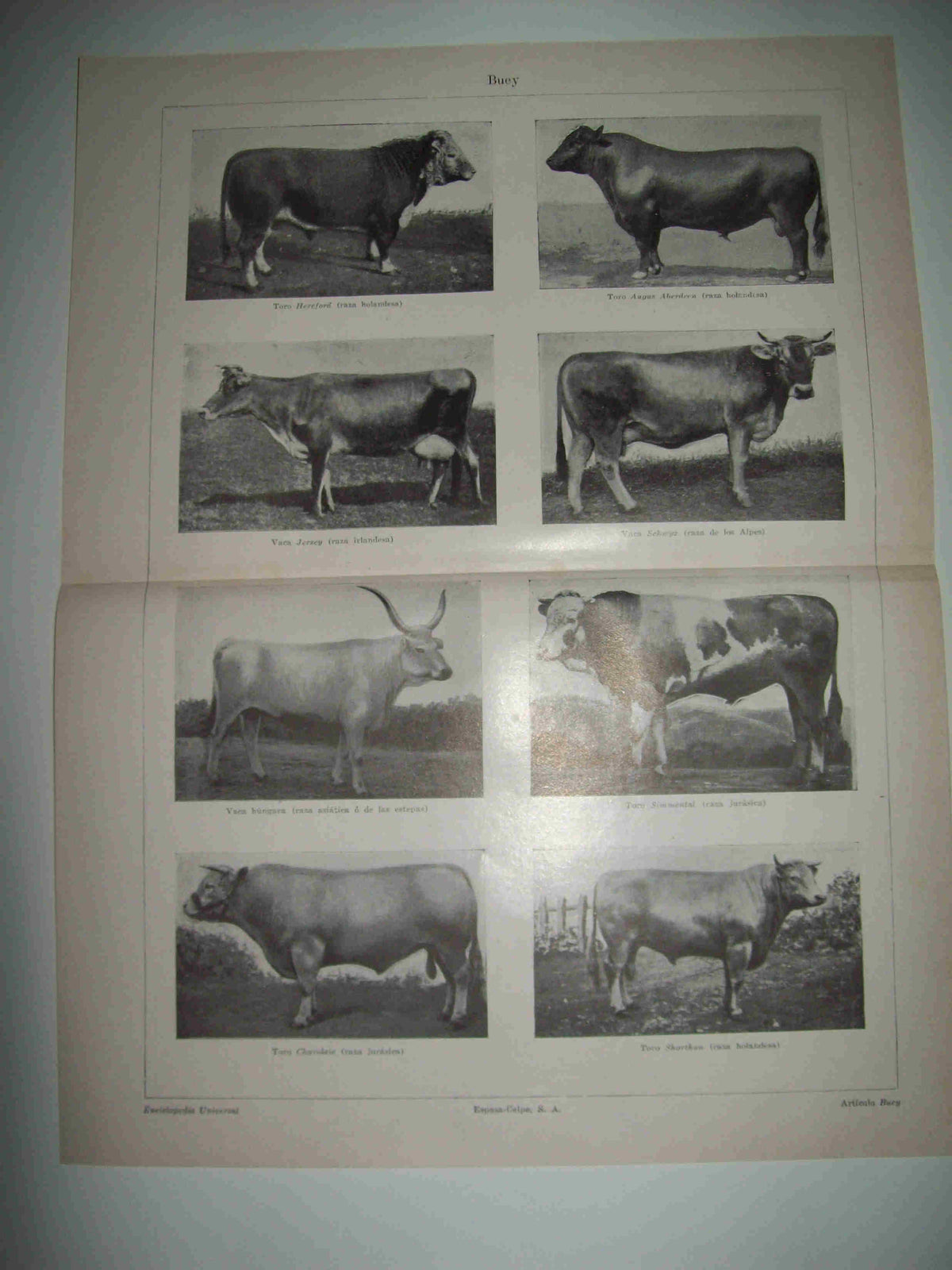 LAMINA ESPASA 25494: Especies europeas de buey
