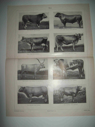 LAMINA ESPASA 25494: Especies europeas de buey