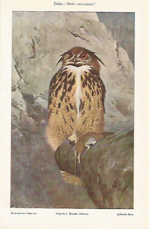 LAMINA ESPASA 25505: Buho o Bubo maximus
