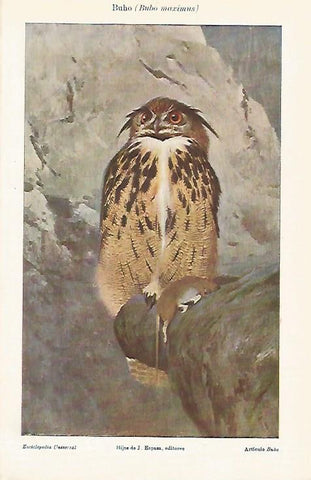 LAMINA ESPASA 25505: Buho o Bubo maximus