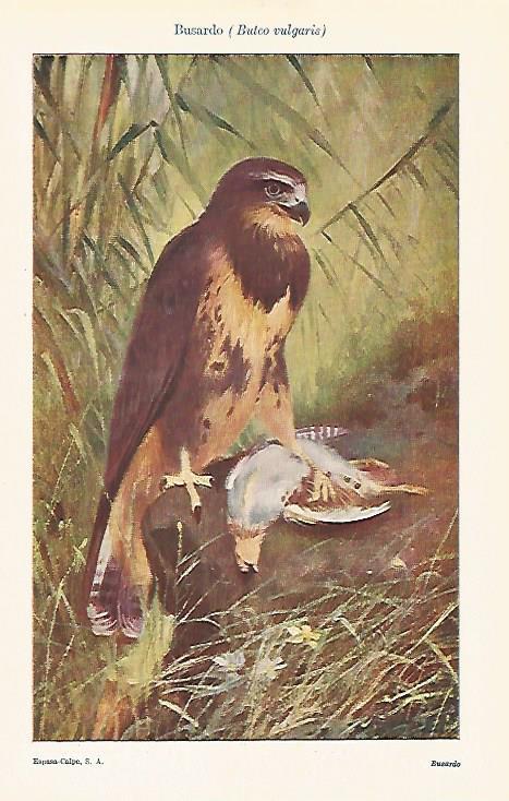 LAMINA ESPASA 25542: Busardo o Buteo vulgaris