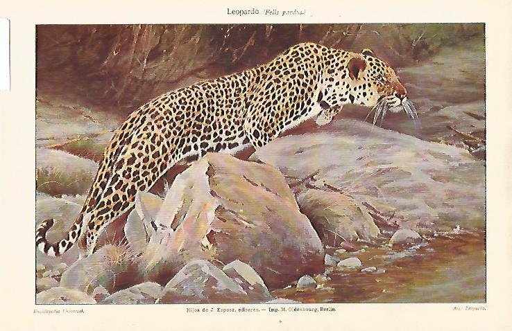 LAMINA ESPASA 25562: Leopardo o Felis pardus