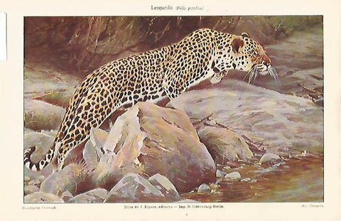 LAMINA ESPASA 25562: Leopardo o Felis pardus
