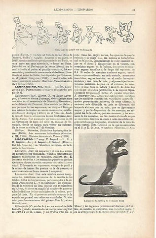 LAMINA ESPASA 25563: Leopardo escultura de F. Behn
