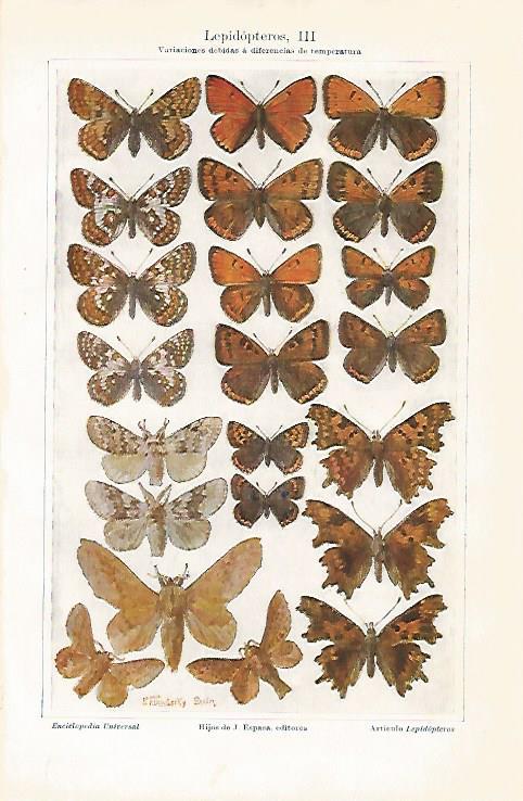 LAMINA ESPASA 25573: Lepidopteros