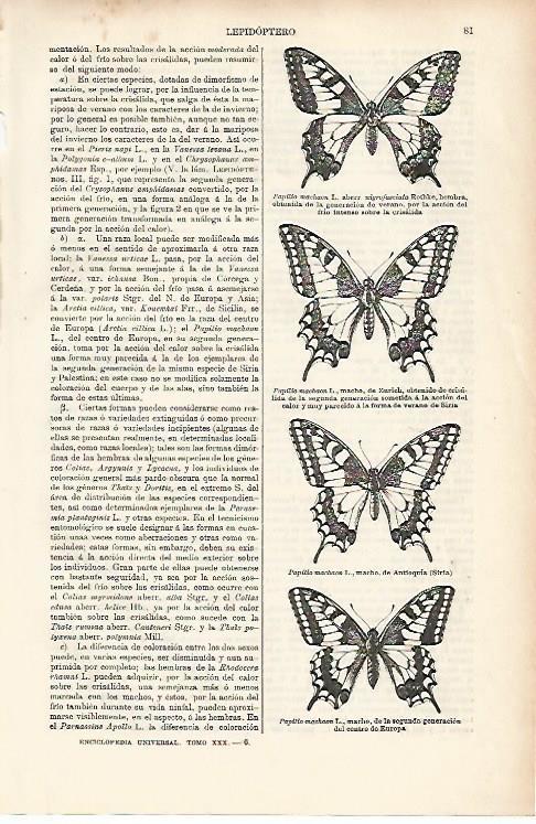 LAMINA ESPASA 25574: Papilio machilon
