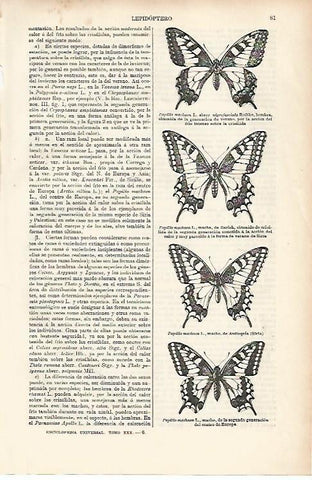 LAMINA ESPASA 25574: Papilio machilon