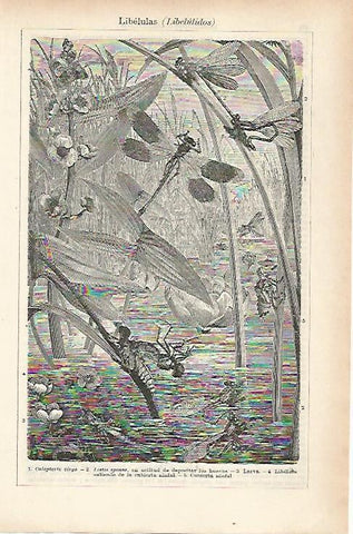 LAMINA ESPASA 25635: Libelulas o Libelulidos