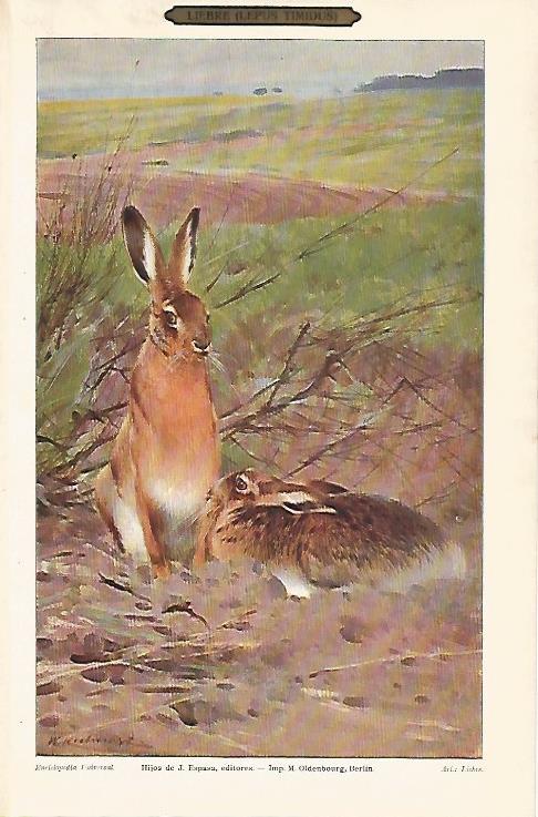 LAMINA ESPASA 25662: Liebre o Lepus Timidus