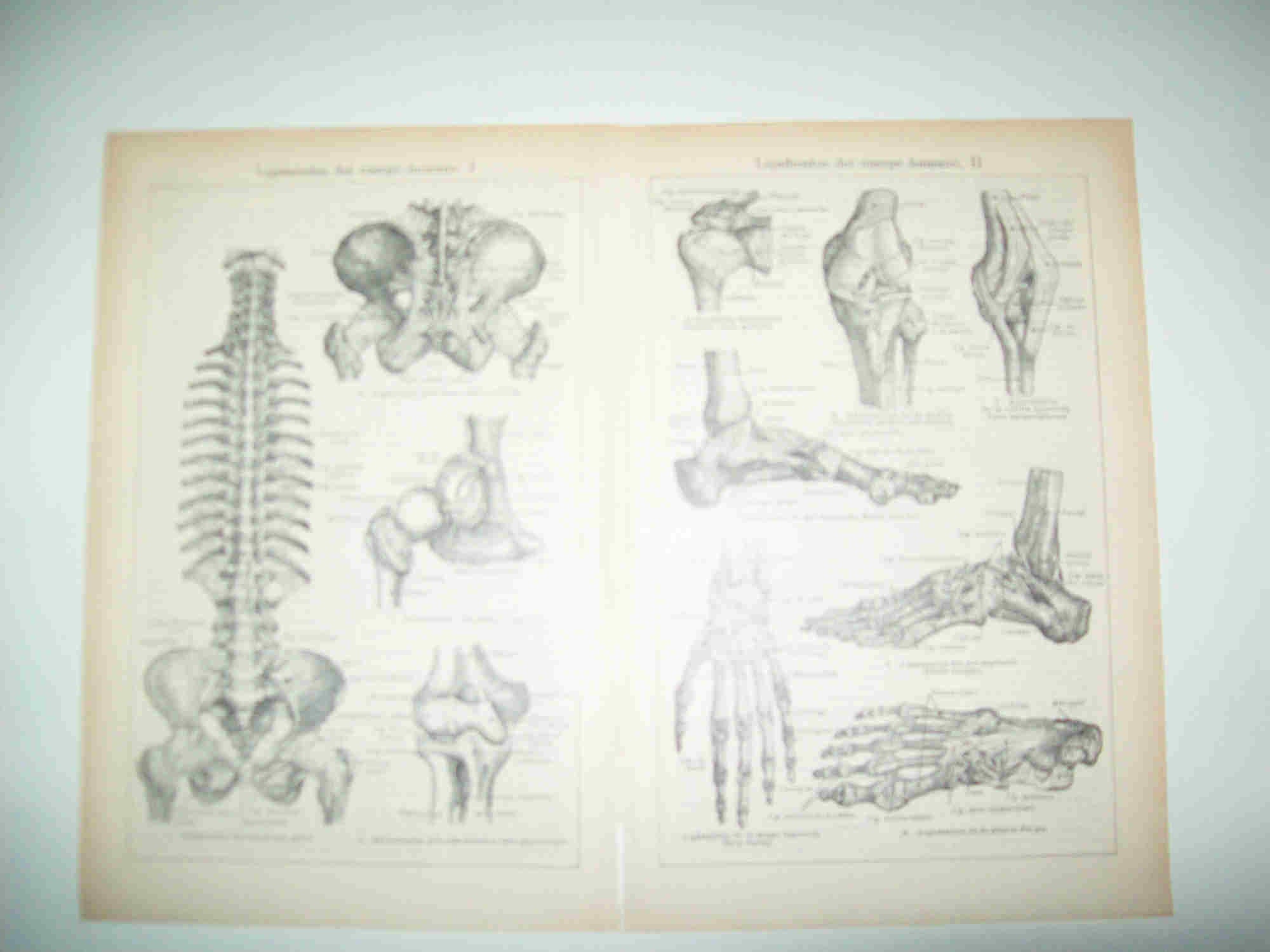 LAMINA ESPASA 25674: Ligamentos del cuerpo humano