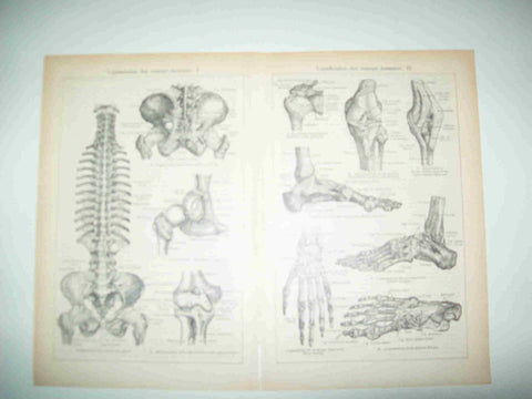 LAMINA ESPASA 25674: Ligamentos del cuerpo humano
