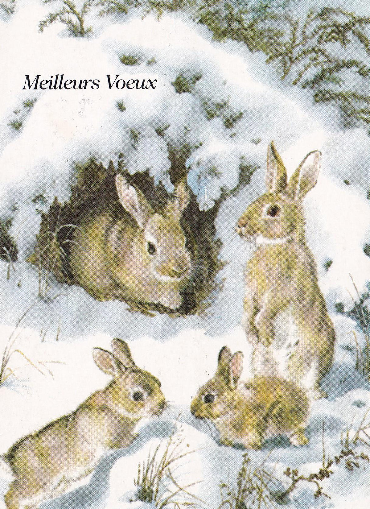 POSTAL 18733: Meilleurs Voeuxs
