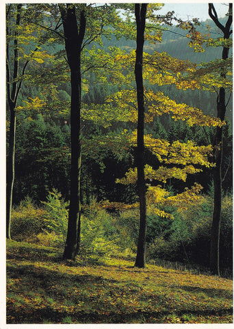 POSTAL 18812: Sous-bois en automme