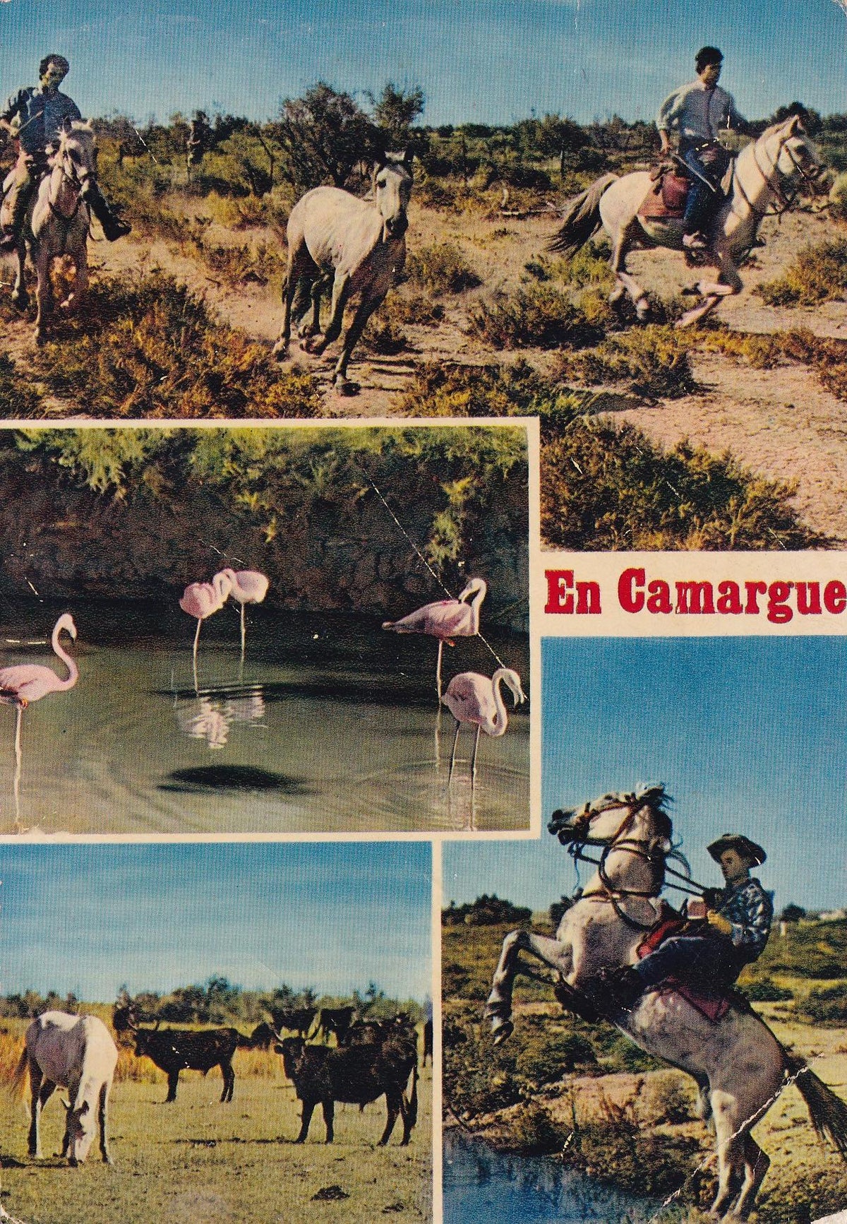 POSTAL 18843: Camargue